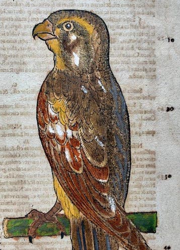 Conrad Gesner - Vogelbuch - 1617