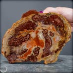 Natuurlijke schijf van versteend hout – gedetailleerde