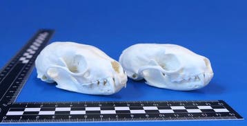 Schedel van de steenmarter en de boommarter in een, Verzamelen, Dierenverzamelingen, Nieuw