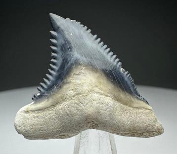 Hemipristis serra - Fossiele tand - 3.4 cm - 3 cm