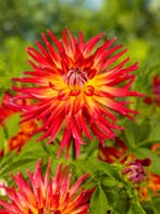 Dahlia Bora bora (Geel Roze, Dahlia’s kopen?), Ophalen of Verzenden