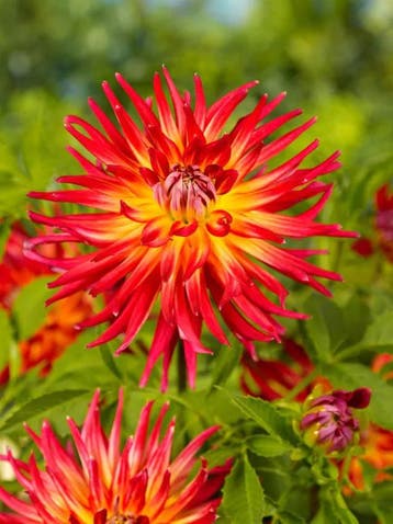 Dahlia Bora bora (Geel Roze, Dahlia’s kopen?), Tuin en Terras, Bloembollen en Zaden, Ophalen of Verzenden