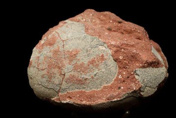 Dinosaurus - Gefossiliseerd ei - Hadrosaurus or