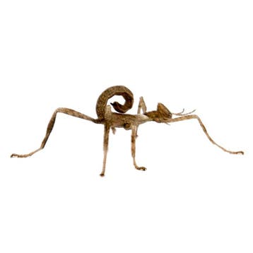Australische Flappentak Nimf (PSG 9) - Extatosoma tiaratum, Nieuw
