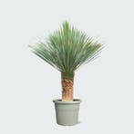 Green Bubble - Yucca Rostrata - 190cm - Ø55 cm, Ophalen of Verzenden