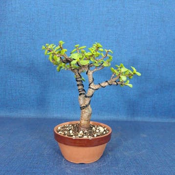 Jade bonsai (Crassula/Portulacaria) - Hoogte (boom): 19 cm -