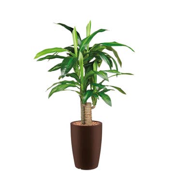 Dracaena Fragans kunstplant, H120cm, Ophalen of Verzenden, Overige soorten, 100 tot 150 cm