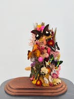Mix van vlinders Taxidermie volledige montage - Graphium, Nieuw