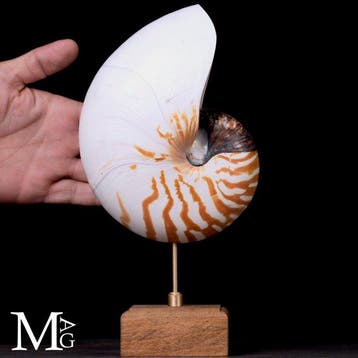 Nautilus Pompilius Shell - Een elegante natuurhistorische, Nieuw