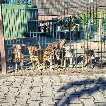 Old English Bulldog pups! Mogen mee!, Parvo, Nederland, 8 tot 15 weken, Bulldog
