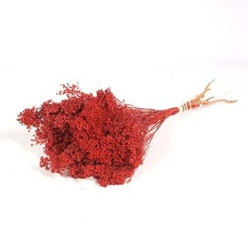 Broom bloom Rood bundel, Ophalen of Verzenden, Nieuw