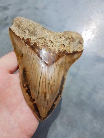 Megalodon - Fossiele tand - 150 mm - 110 mm, Verzamelen, Mineralen en Fossielen