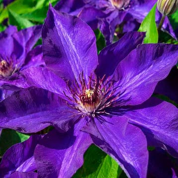 Clematis The President container (P15) Sierplanten, Verzenden, Overige soorten, Struik