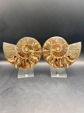 Ammoniet - Gefossiliseerd dier - Cleoniceras besairei - 12.7