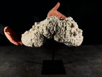 kom bitorzoluto Taxidermie volledige montage - Halomitra, Nieuw
