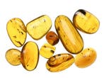 Birmese barnsteen - Fossiele cabochon - - Lot of 10 pieces,