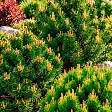 Pijnboom Tuincollectie – 3 Planten Coniferen, Verzenden, Conifeer, Struik
