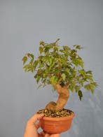 Drietand Esdoorn (Acer Buergerianum) - Hoogte (boom): 29 cm