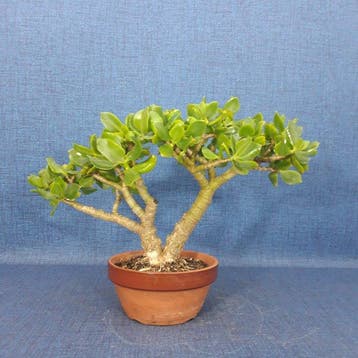 Jade bonsai (Crassula/Portulacaria) - Hoogte (boom): 20 cm -