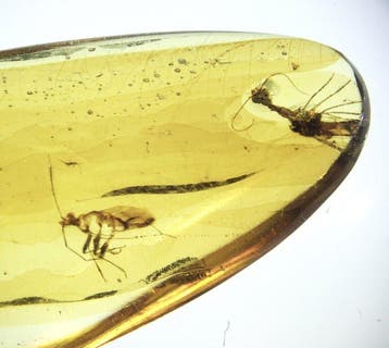 Birmese barnsteen - Barnsteen - Burmese Amber with Fossil