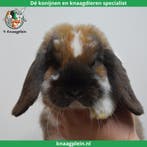 Gecastreerde en Gesteriliseerde konijnen - Vanaf 8 weken oud, Dieren en Toebehoren, Konijnen, Meerdere dieren, Dwerg, Hangoor