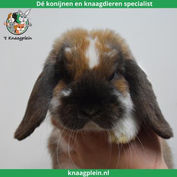 Gecastreerde en Gesteriliseerde konijnen - Vanaf 8 weken oud, Dieren en Toebehoren, Konijnen, Meerdere dieren, Dwerg, Hangoor