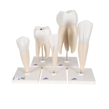 Anatomie modellen tanden, 5 stuks, Nieuw