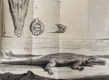 Thomas Gouye (et autres) - Observations physiques et
