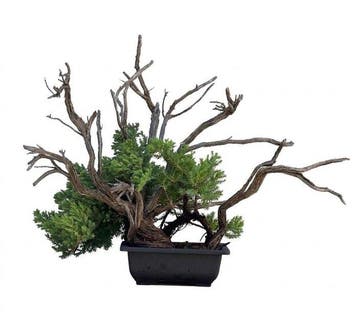Jeneverbes bonsai (Juniperus) - Hoogte (boom): 35 cm -