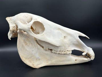 Burchell-zebra Schedel van een zoogdier - Equus quagga, Verzamelen, Nieuw