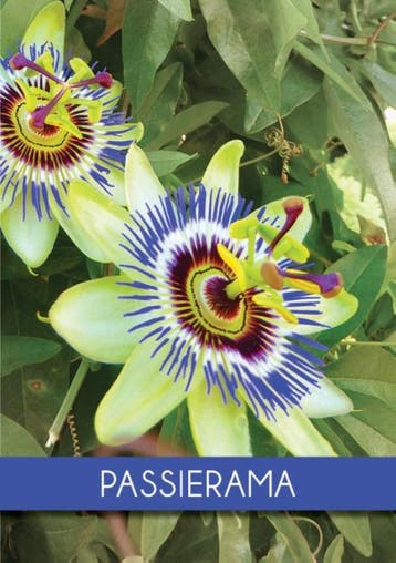 Passierama |  | Nieuw, Ophalen of Verzenden, Nieuw