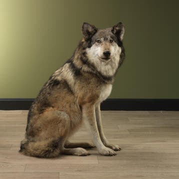 Europese Wolf Taxidermie Opgezette Dieren By Max, Ophalen of Verzenden, Nieuw, Wild dier, Opgezet dier