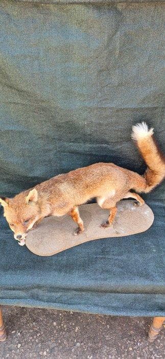 Rode vos Taxidermie wandmontage - Vulpes vulpes - très, Nieuw