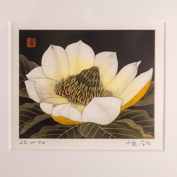 Magnolia Etching by Koizumi Junsaku - Koizumi Junsaku /