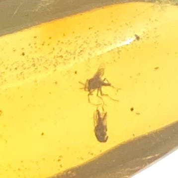 Echt Baltisch barnsteenfragment met insecteninsluitingen -