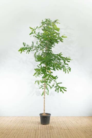 Robinia pseudoacacia Nyirségi hoogstam