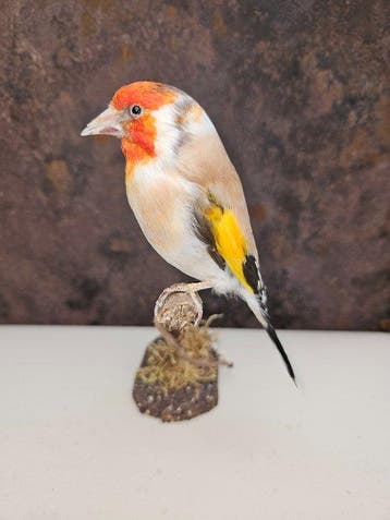 Super mooie nieuw opgezette major pastel putter met groot, Nieuw