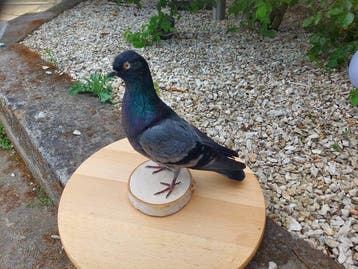 Huisduif Taxidermie volledige montage - Columba livia, Nieuw