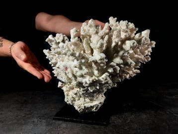 enorme vertakking van Acropora-koraal Taxidermie volledige, Nieuw