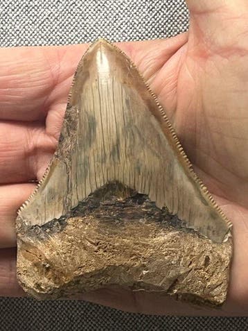 Megalodon-tand 8,9 cm - Fossiele tand - Carcharocles