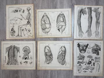Lorenz Oken (XIX) - 6 grote Anatomische gravures