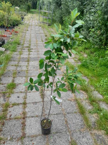 Vuilboom / sporkehout Rhamnus frangula Alnus potgekweekt €5, Ophalen of Verzenden, Overige soorten, Struik, Minder dan 100 cm