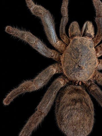 Spin Taxidermie volledige montage - Haplopelma lividum - 15, Antiek en Kunst