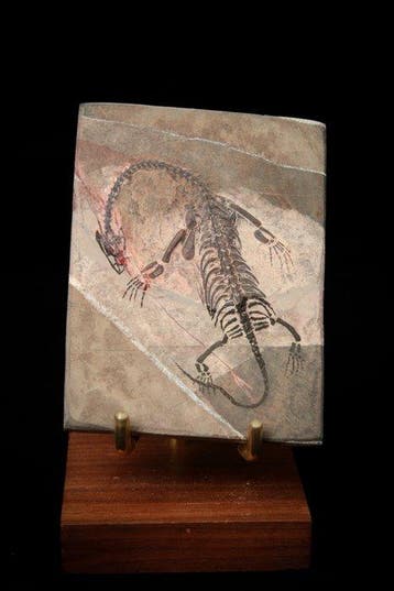 Zeereptiel - Gefossiliseerd dier - Keichousaurus sp. - 9 cm