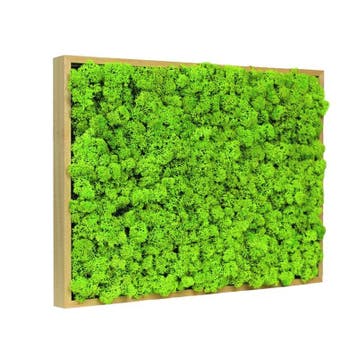 Vintlux Mosschilderij Rendiermos Blank Hout, Nieuw