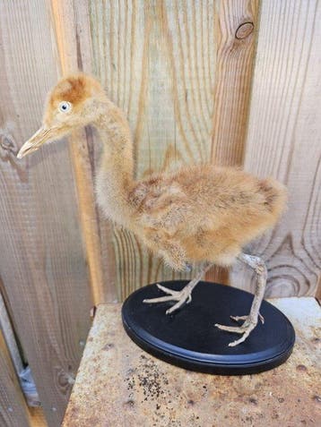 Super mooie Jonge opgezette grijze kroonkraanvogel, Nieuw