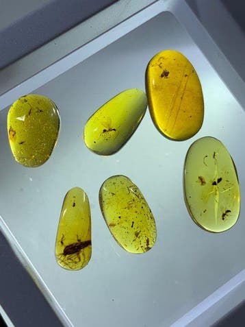 6 stukken natuurlijk Birmese insectenbarnsteen - Fossiele, Verzamelen