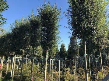 Steeneik, Steeneiken, Quercus ilex , Kurkeik, Kurkeiken!!!!!, Tuin en Terras, Ophalen of Verzenden, Bloeit niet, Vaste plant, Halfschaduw