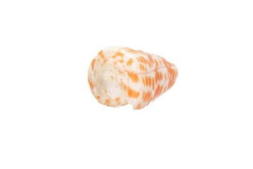 Conus tessulatus (60mm) | Grote droom voor verzamelaars |, Nieuw