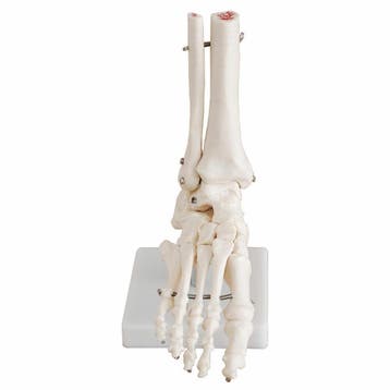 Anatomie model voetskelet met scheen- en kuitbeen, Nieuw